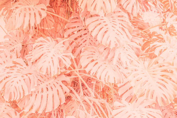 Pink plant - Foto, Bild