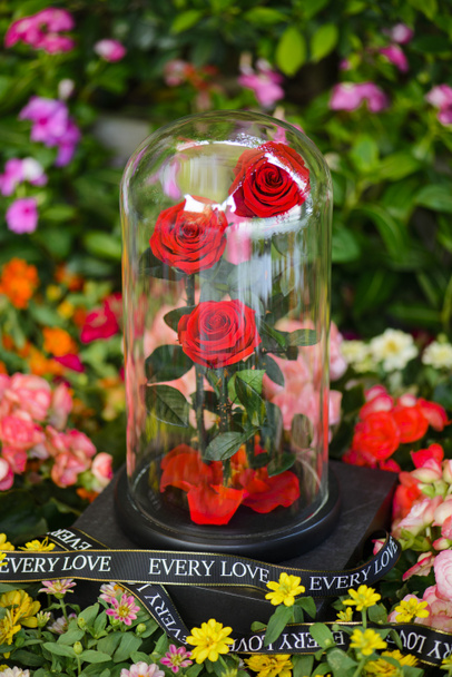 Ikuinen punaisia ruusuja pullossa puutarhassa muiden kukka
 - Valokuva, kuva