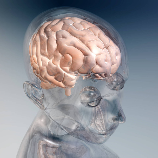 Ludzki mózg kolor 3d ilustracja - Zdjęcie, obraz