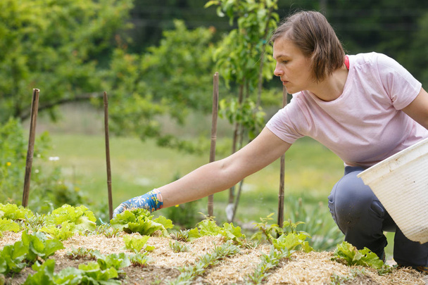 Nainen puutarhuri istutus salaatti ja mulching se
 - Valokuva, kuva