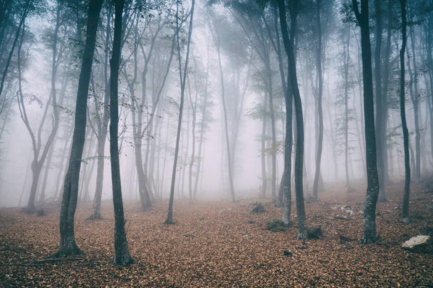 Magic and foggy morning beech forest - Фото, зображення