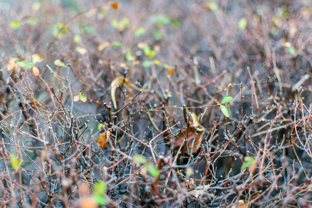 Dry branches of a bush with the first green leaves close-up. - 写真・画像