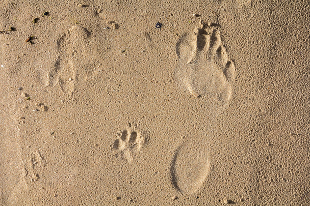 pequeno cão e pés humanos impressões em uma areia molhada
 - Foto, Imagem
