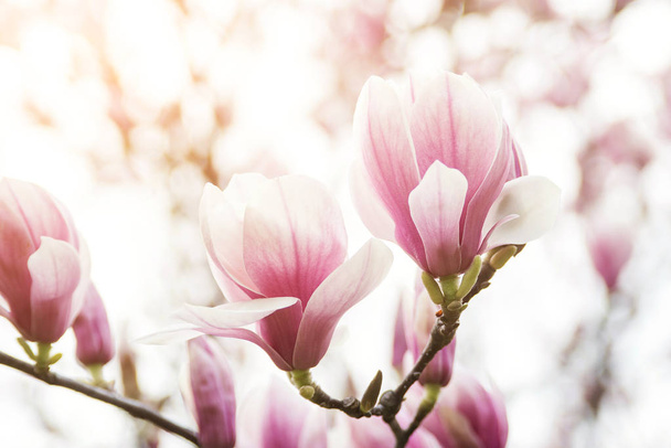 Beautiful magnolia flowers in spring , floral background - Foto, afbeelding