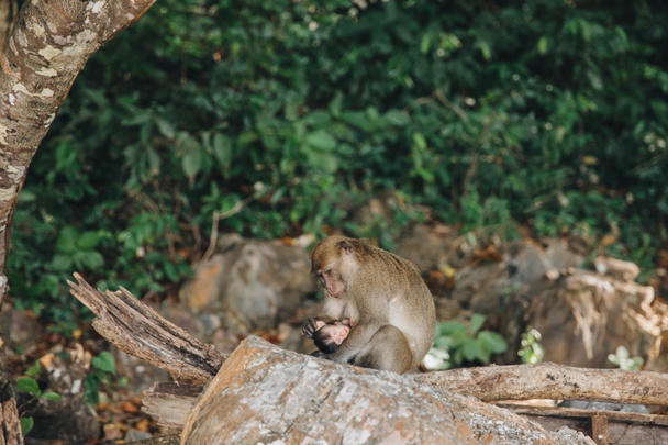 πίθηκοι - Φωτογραφία, εικόνα
