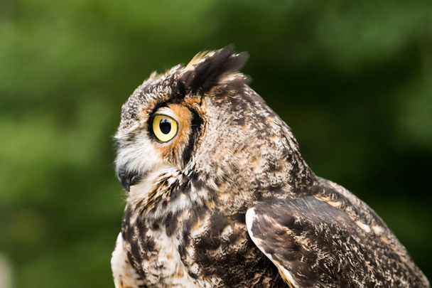close up view of majestic owl - Photo, Image
