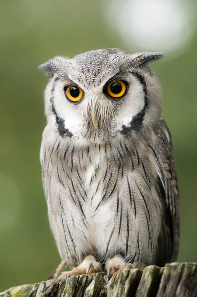close up view of cute small owl on a wooden branch - Photo, Image