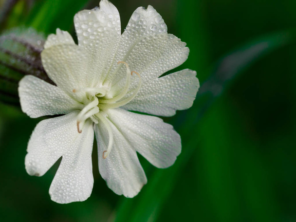 Silene latifolia flower with water drops - Photo, Image