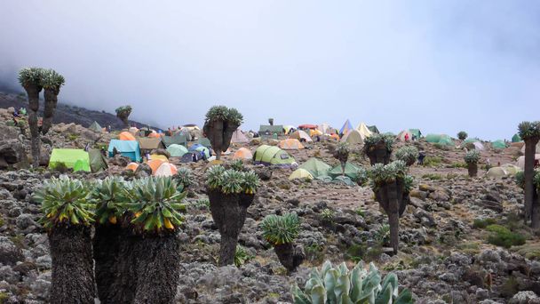alto acampamento base no sopé do pico de Kilimanjaro com muitas tendas e flora típica local
 - Foto, Imagem
