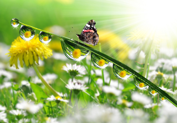 damla ve kelebek - Fotoğraf, Görsel
