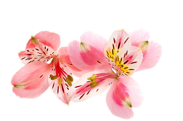 Αλστρομέριες closeup λουλούδι κεφάλι απομονώνονται σε λευκό φόντο - Φωτογραφία, εικόνα