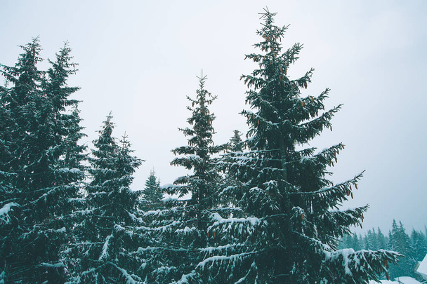 Зимний лес с елками, покрытыми снегом - Фото, изображение