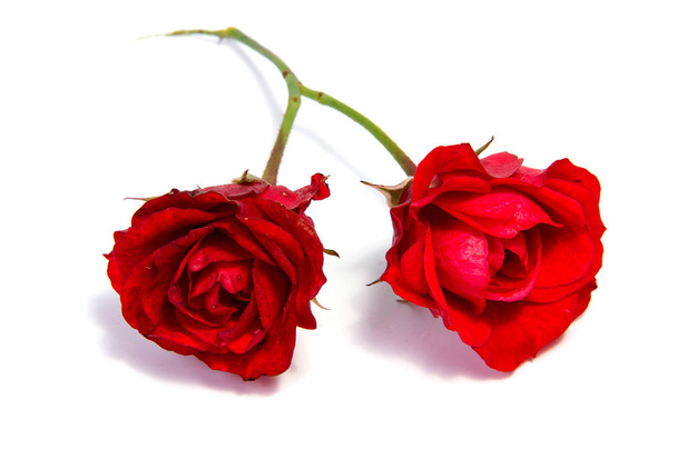 Κόκκινος αυξήθηκε λουλούδι κεφάλι που απομονώνονται σε λευκό φόντο  - Φωτογραφία, εικόνα