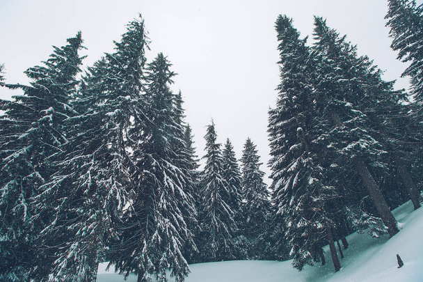 winter forest with fir trees covered with snow - Photo, Image