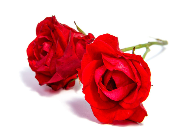 Vörös Rózsa virág fej elszigetelt fehér background  - Fotó, kép