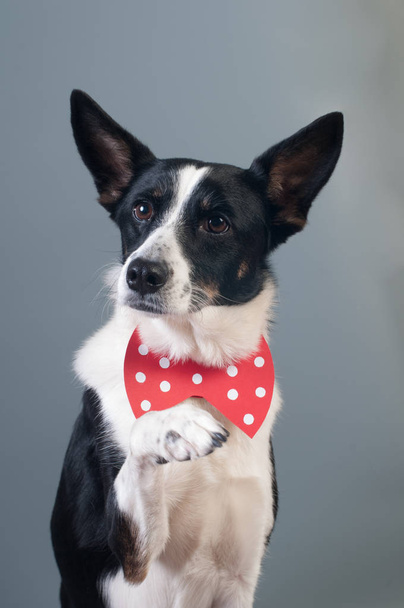 Funny mixed breed dog valentine portrait - Fotografie, Obrázek