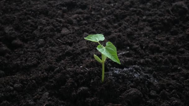 Planta que crece en el suelo con riego manual
 - Metraje, vídeo