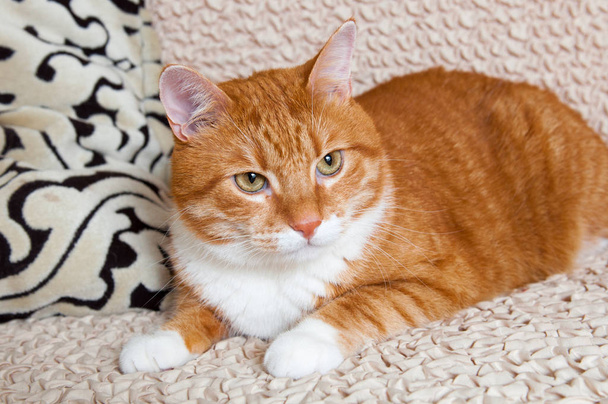 červená kočka ležící na gauči - Fotografie, Obrázek