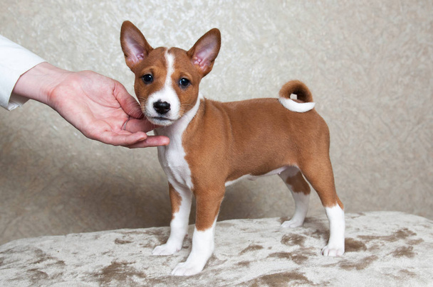 cachorro pequeño perro Basenji rojo
 - Foto, Imagen