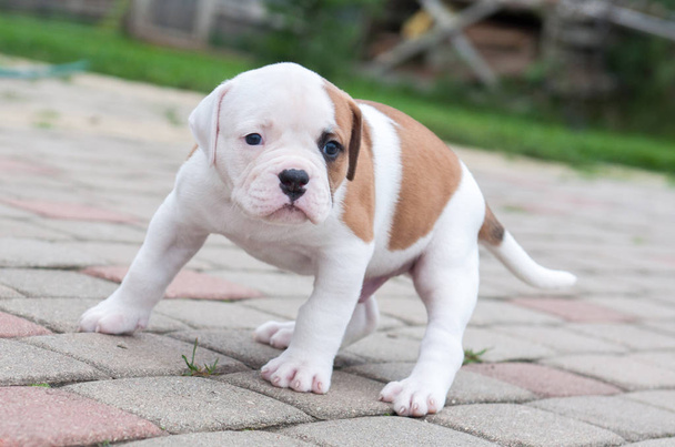 The puppy is lost. Funny nice red white coat American Bulldog puppy is walking on nature - Photo, Image