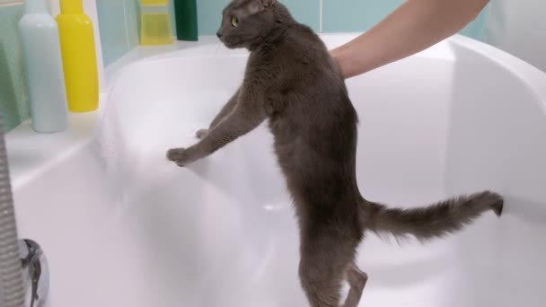 Köpük banyosu küçük gri sokak kedisi, kadın banyoda kedi yıkar. - Video, Çekim
