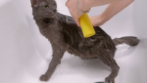 Bubble bath egy kis szürke elkóborolt macska, nő lemossa a macska, a fürdőszobában - Felvétel, videó