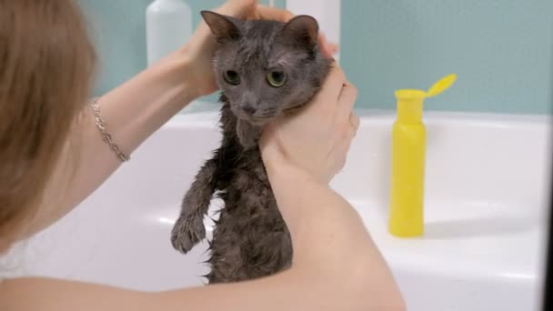 Köpük banyosu küçük gri sokak kedisi, kadın banyoda kedi yıkar. - Video, Çekim