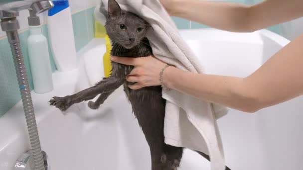 Schaumbad eine kleine graue Streunerkatze, Frau wäscht die Katze im Badezimmer. wischt das Tier mit einem Handtuch ab - Filmmaterial, Video
