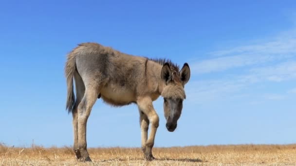 Colt burro cinza fica em perfil em um campo amarelo em slo-mo
 - Filmagem, Vídeo