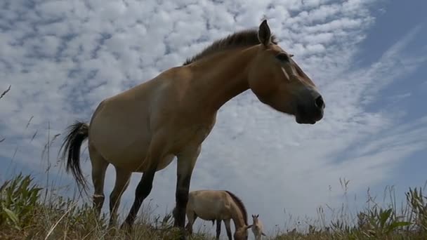 Dos caballos dzungarianos pastan hierba en un prado en slo-mo
 - Imágenes, Vídeo