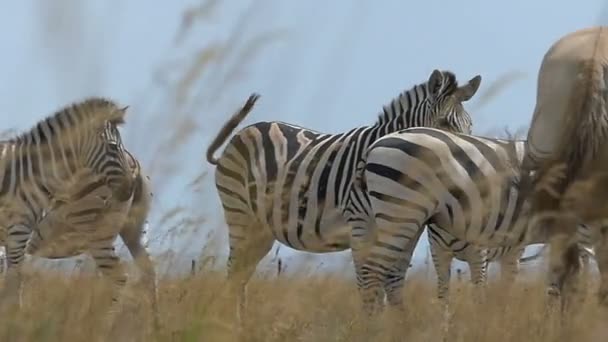 Csíkos Zebra csorda egy arany gyepen, nyáron a slo-mo - Felvétel, videó