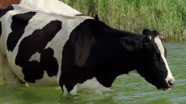 Black cow sticks its tongue out to drink water in a lake in slo-mo - Footage, Video