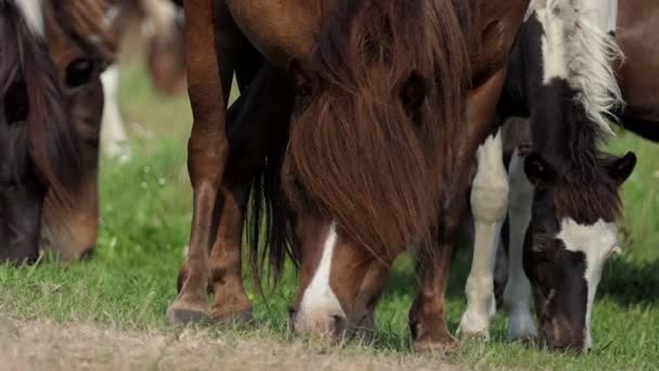 Caballos de caballo marrones y blancos comen hierba en un césped en slo-mo
 - Imágenes, Vídeo