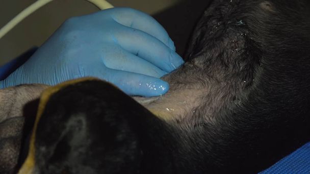 Ultrasound diagnostic in veterinary clinic. - Photo, Image