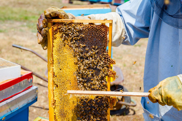 Imker verwendet Borsten, um Bienen loszuwerden  - Foto, Bild