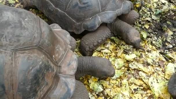 черепаха в замедленной съемке на тюремном острове в Занзибаре
 - Кадры, видео