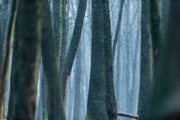 A téli erdő fatörzsek  - Fotó, kép