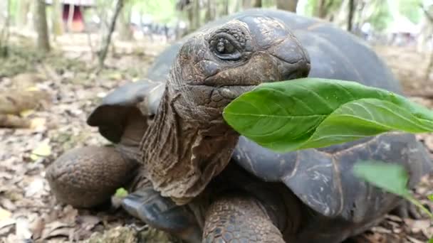 Schildkröte in Zeitlupe auf Gefängnisinsel in Sansibar - Filmmaterial, Video