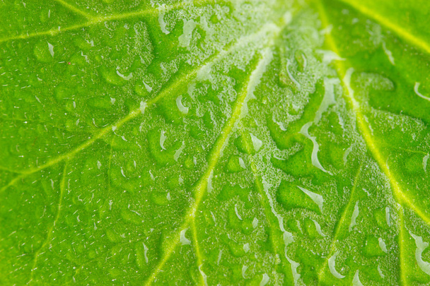Water drops on fresh green leaf - Фото, зображення
