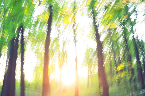 Forest blur baground - Zdjęcie, obraz