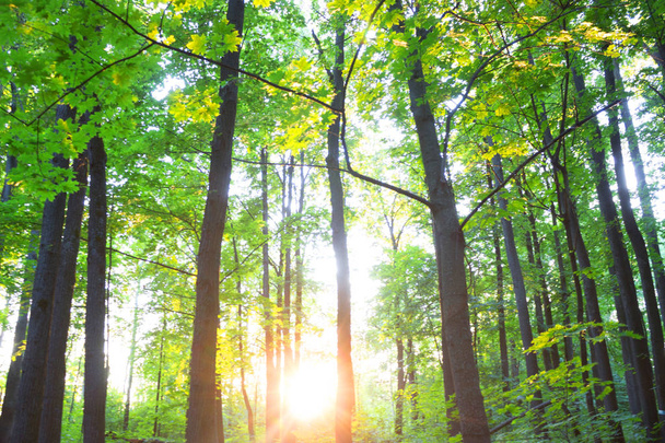 Forest blur baground - Foto, immagini