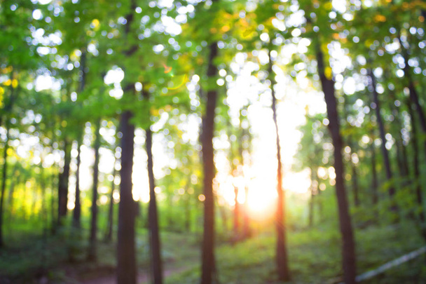Forest blur baground - Foto, Imagen