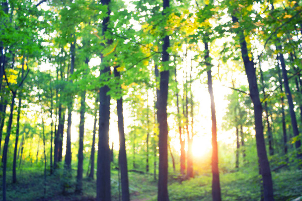 Forest blur baground - Zdjęcie, obraz