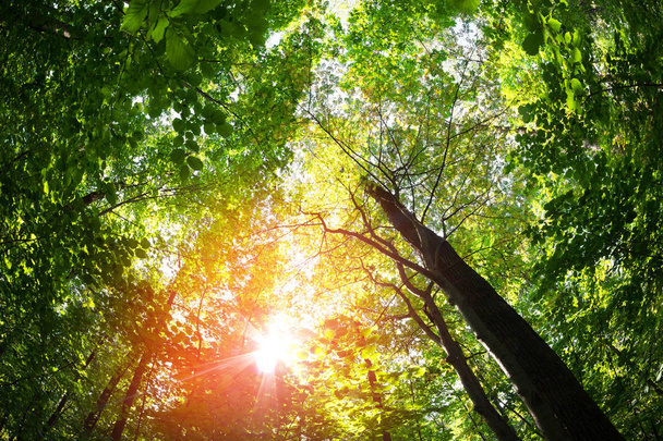 Green forest. Tree with green Leaves and sun light. - Foto, Bild
