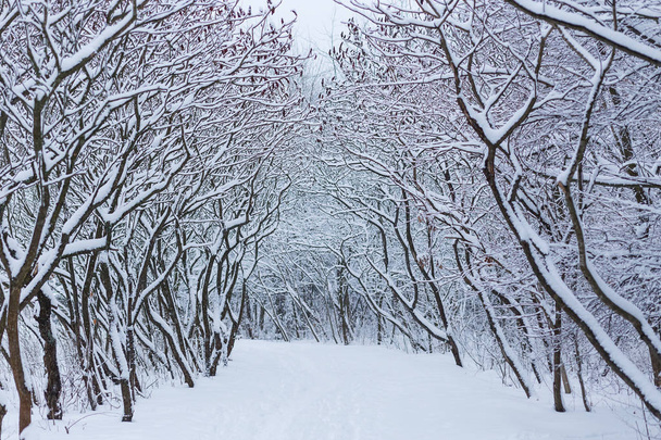 winter forest landscape with snow - Zdjęcie, obraz