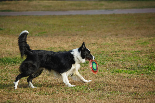 A Border collie on the lawn - Photo, Image