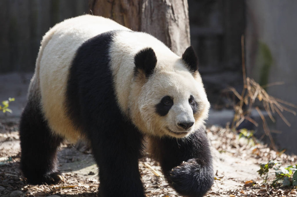 A giant panda is walking in the outdoor - Photo, Image