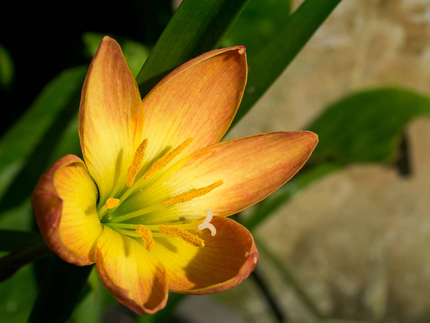 Belle fleur de lis de pluie
 - Photo, image