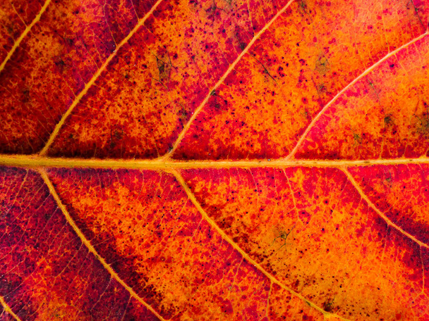 Close up leaf wallpaper. - Photo, image