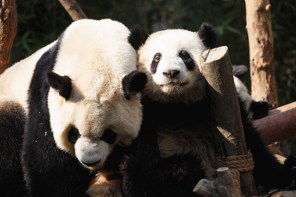 Zwei Pandas kuscheln und toben miteinander - Foto, Bild
